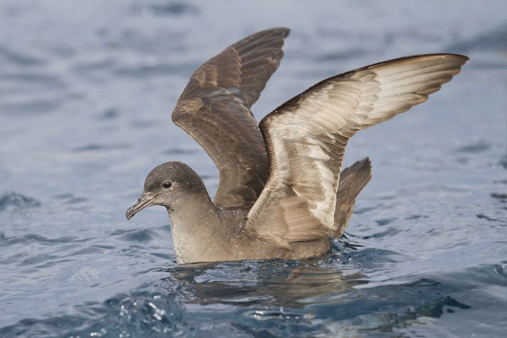 Short-Tailed Shearwaters: Stop the Slaughter 3