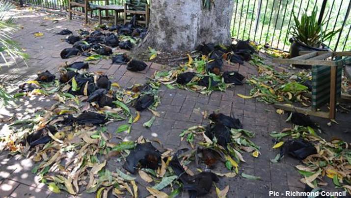 Save the Fruit Bats = Save the Planet 3