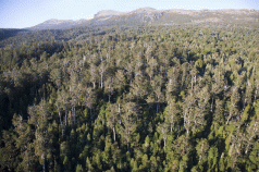 Funny business over forests 3