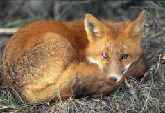 Tasmania’s Fox Scat Degradation Study. Eco-disaster fear ... 3