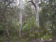 Weakening of State Forest Clearing Controls 4 Weakening of State Forest Clearing Controls 4