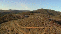 The tree plantation wedge 3