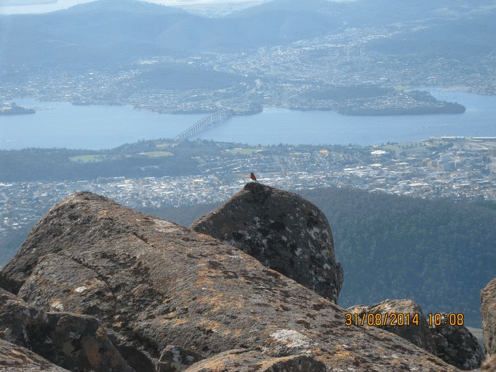 Mother Mountain: The Symphony of Birdsong (28) 3