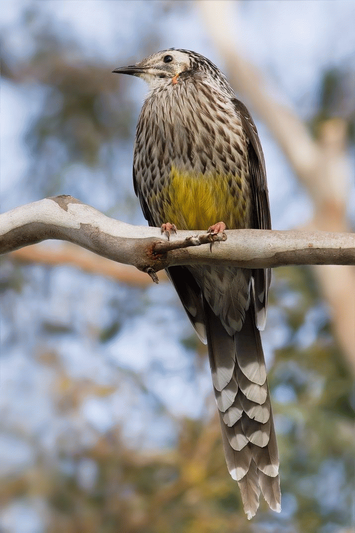 Mother Mountain: The Symphony of Birdsong (33) 3