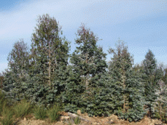 Forestry crisis is a once-in-a-lifetime chance 3