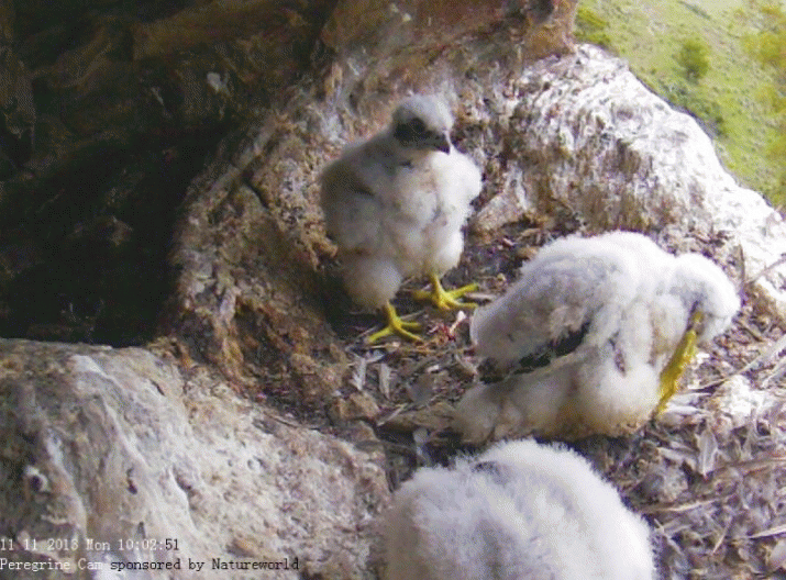 My, how you've grown (3) ... another update on the Peregrines 3