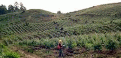 A Cry from The Heart: Aerial Spraying Regulation Farce 4 A Cry from The Heart: Aerial Spraying Regulation Farce 4