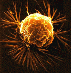Motivating Government to Warn Public of POPs Cancer Hazard 4 Motivating Government to Warn Public of POPs Cancer Hazard 4