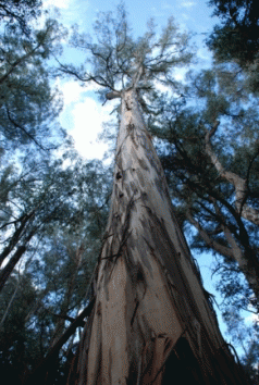 VicForests accused of felling old-growth mountain ash 4 VicForests accused of felling old-growth mountain ash 4