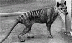 Not guilty: Tassie tiger absolved of killing sheep 3