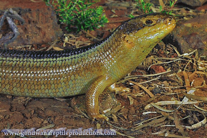 NATION: Round 1 to Skink and Snake ... 3