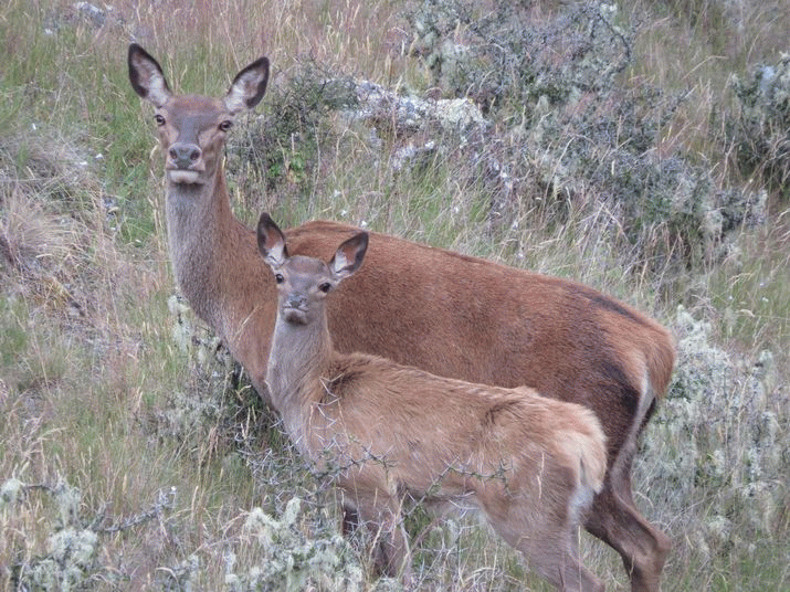 New Zealand New-born Deer Fawns Left to Starve and Die 6 New Zealand New-born Deer Fawns Left to Starve and Die 4