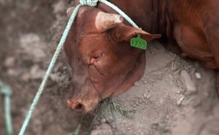 In the face of all this unspeakable cruelty to Australian animals ... 3
