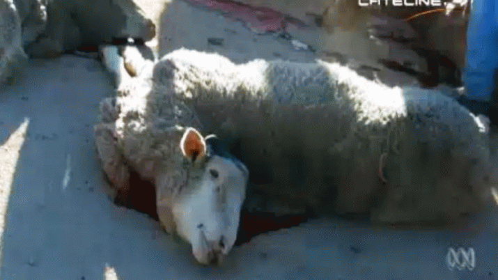 Live export horror caught on camera 3
