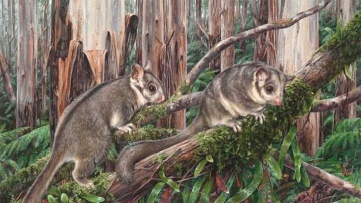 Petition: Stop Hillwood Clearfell 3