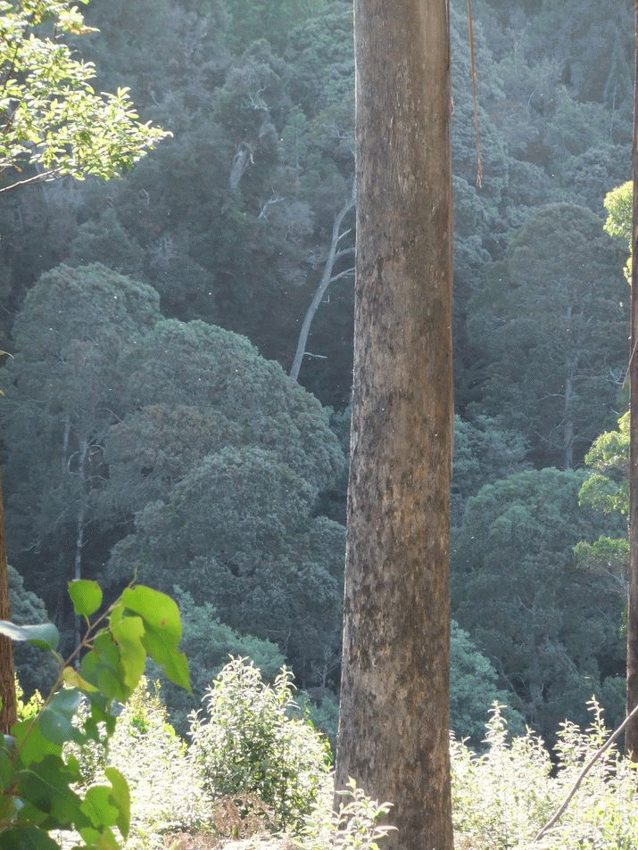 Forestry Tasmania's death throes 3