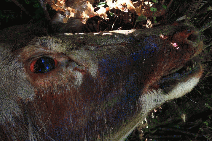 NZ: The horror of wild animal poisoning 3