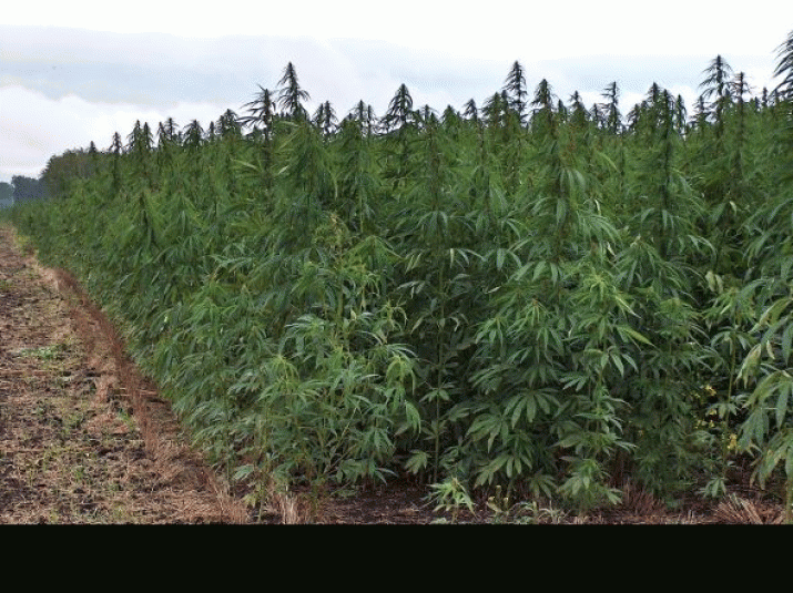 The hemp industry frustration ... 4 The hemp industry frustration ... 4