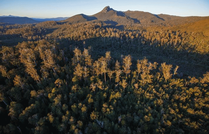 Tasmania’s World Heritage debate needs to look beyond the trees 3
