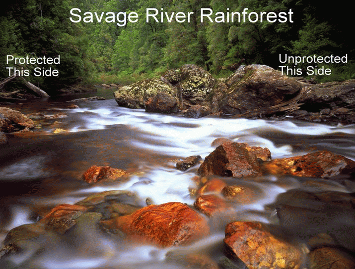 Tarkine Rainforest and the Mining Industry Spin 3