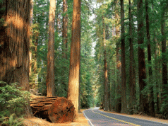 Ecological Forestry 3