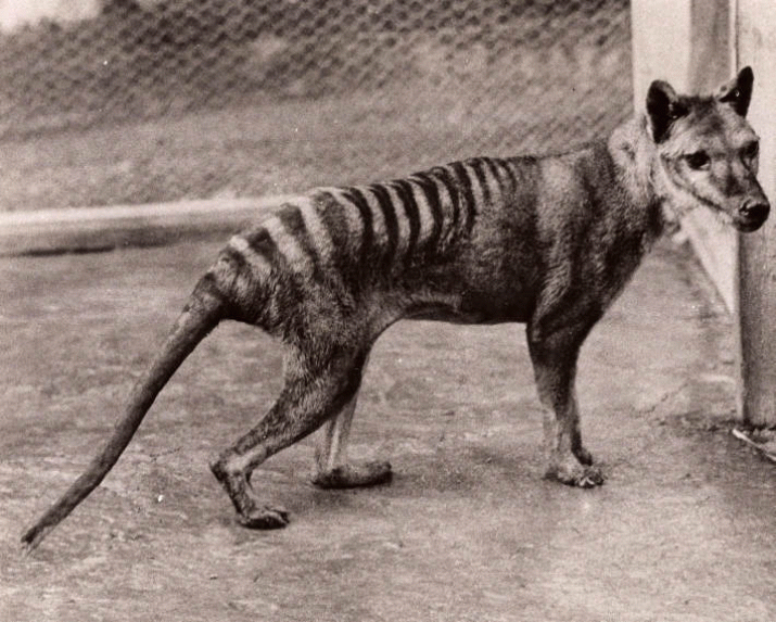 Tasmanian tiger's ancient relative a fearsome killer 3