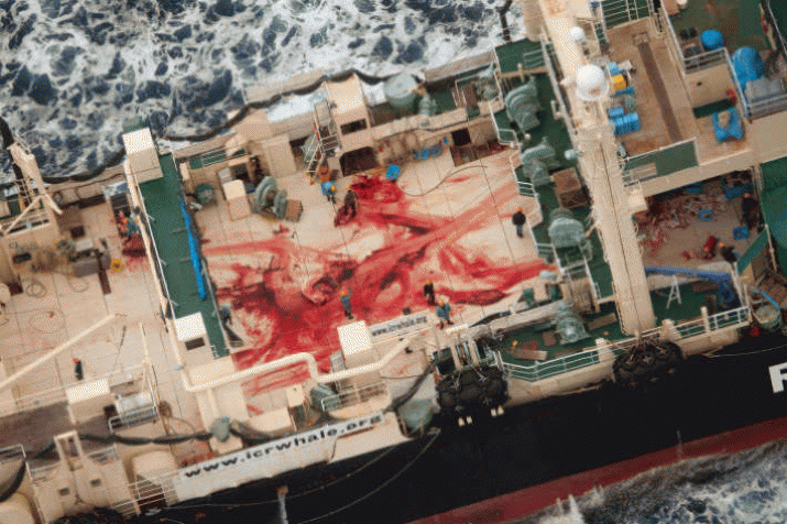 Sea Shepherd boxes in whaling fleet; suspends poaching 3