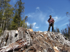 Death of a Carbon King: 600 years-old ... one hour to cut down 5