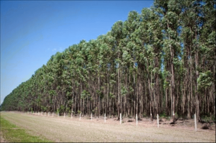 Climate change could put eucalypts at risk of death from air bubbles 3