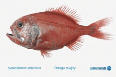 Deep-sea fish in deep trouble 4 Deep-sea fish in deep trouble 4