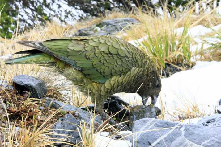 Conservation fiddles while the Kea goes extinct ... 3