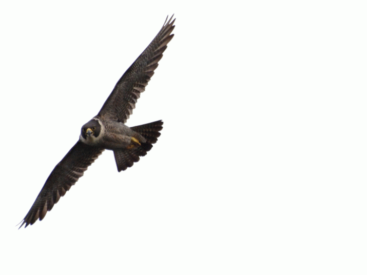 Mother Mountain: The Symphony of Birdsong (14) 3