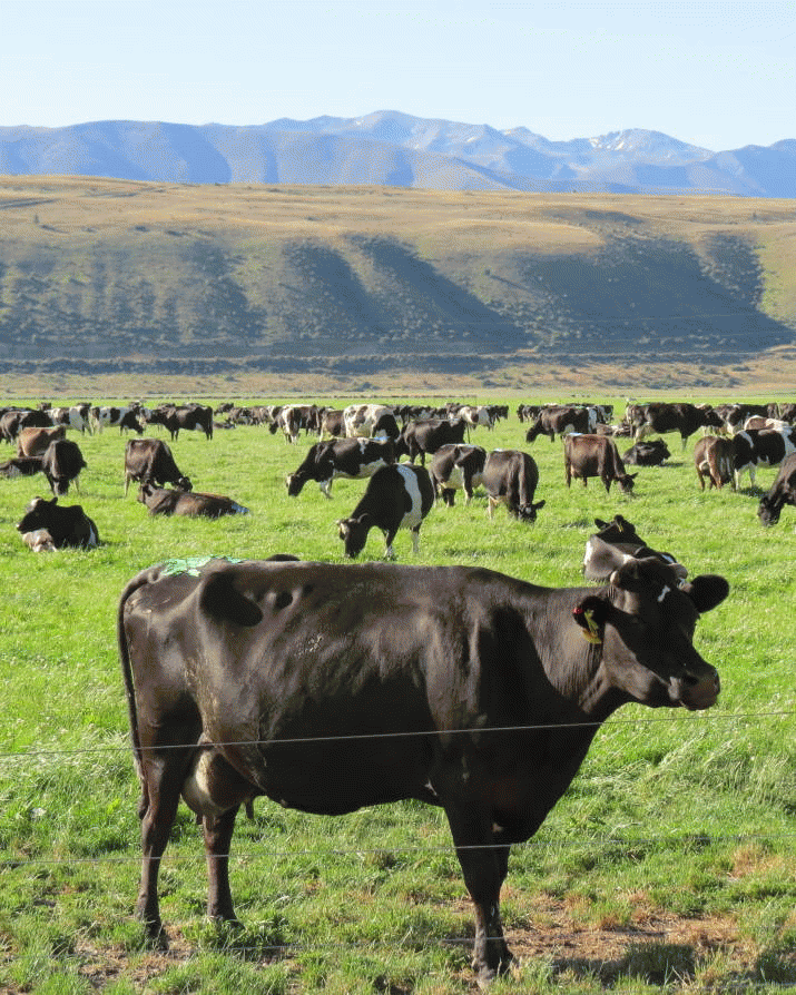 Kiwi Government ‘in Denial’ Over Rivers Crisis 6 Kiwi Government ‘in Denial’ Over Rivers Crisis 4