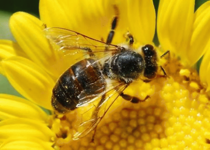 Scientists discover what’s killing the bees and it’s worse than you thought 3