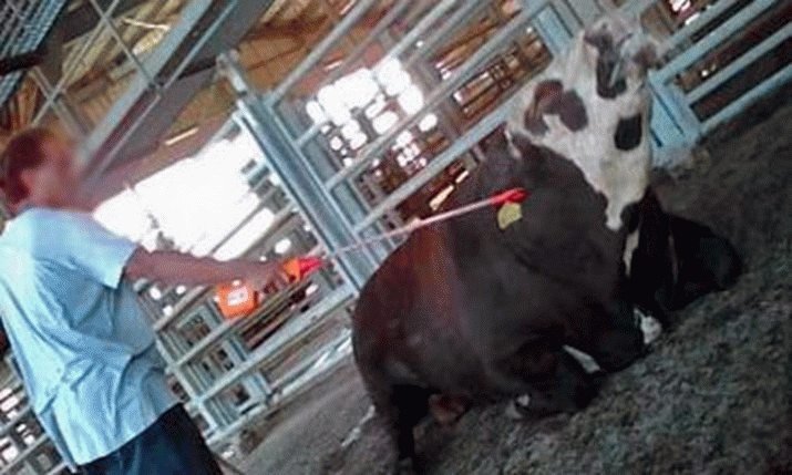 Gaza Animal Cruelty 'the most shocking' 3