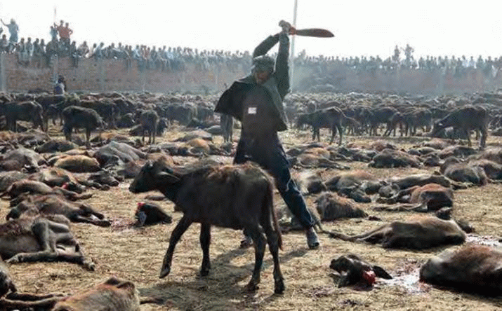 Live animal export is unethical ... 3