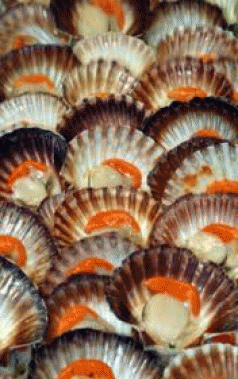 The valuable Bass Strait Scallop Fishery decimated 3