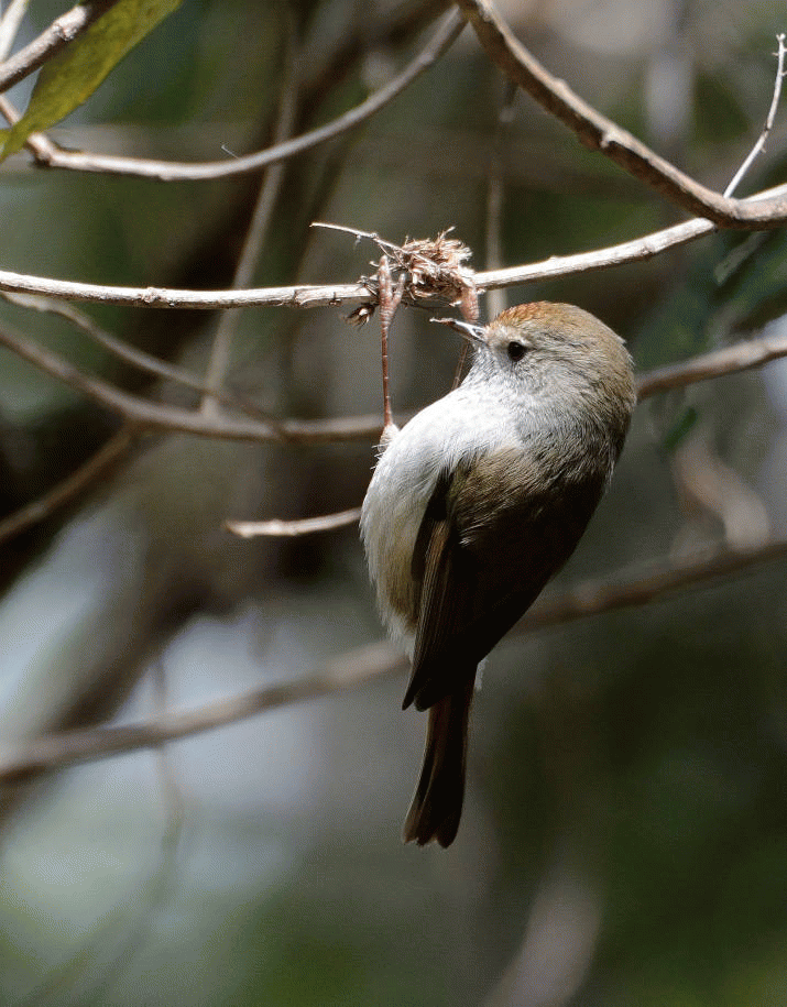 Mother Mountain: The Symphony of Birdsong (30) 3