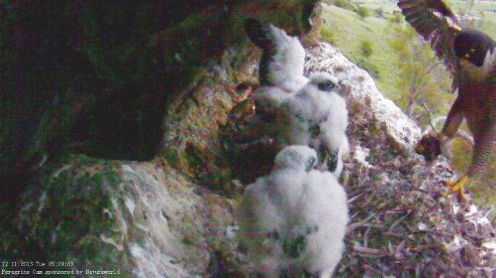 My, how you’ve grown (4) ... another update on the Peregrines 3