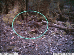 Andrew Wilkie: PM to intervene in forestry 3