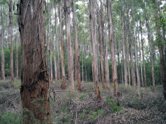 Forestry Tasmania and 'genetically-improved' eucalypts 3