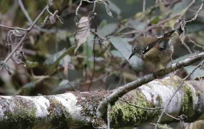 Is the King Island Scrubtit Tasmania’s canary in the coal mine? 3