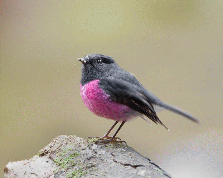 Mother Mountain: The Symphony of Birdsong (51) 3
