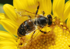 Fears for crops as shock figures from America show scale of bee catastrophe 4 Fears for crops as shock figures from America show scale of bee catastrophe 4
