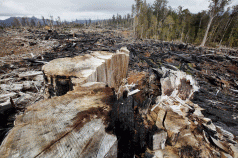 A Forestry roadmap. More on the Black Flag rally, tomorrow 3