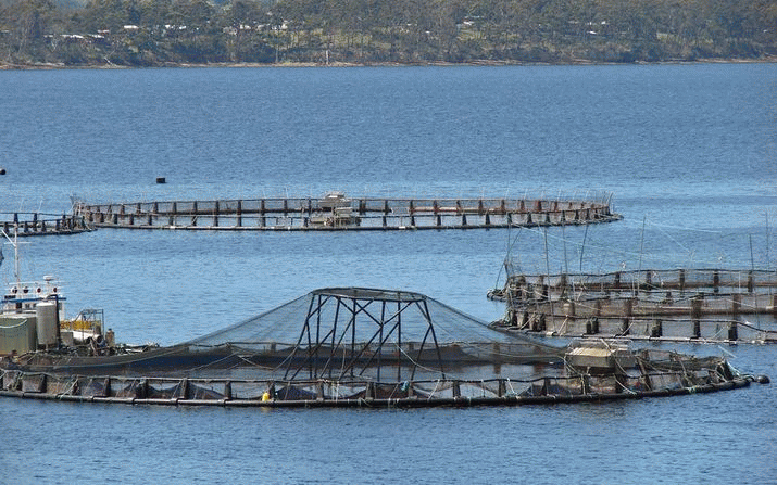 Salmon Senate Inquiry part of ongoing of scrutiny, not the end 3