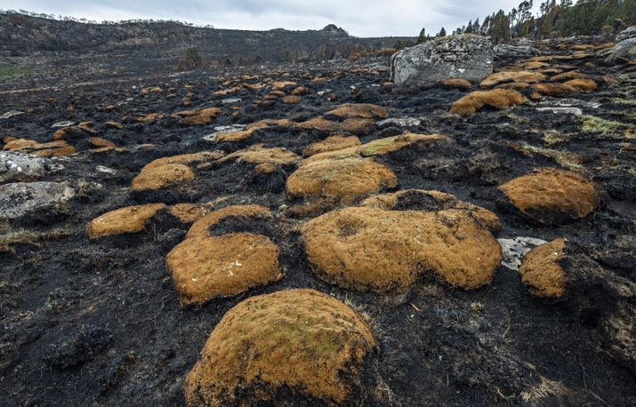 Senate to Hold Inquiry on Tasmanian Wilderness World Heritage Area Fires 3