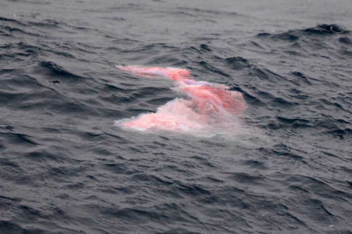 More whales slaughtered in whale sanctuary 3
