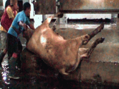 Live and let die, our animals' painful plight 4 Live and let die, our animals' painful plight 4