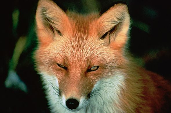 Latest 'fox carcass found in the north' 3